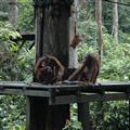 Orangutans at Sepilok